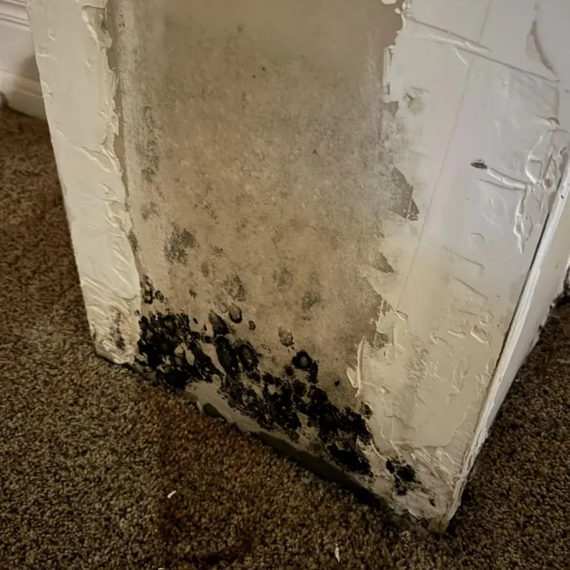 Professional Mold Removal in Platteville, WI